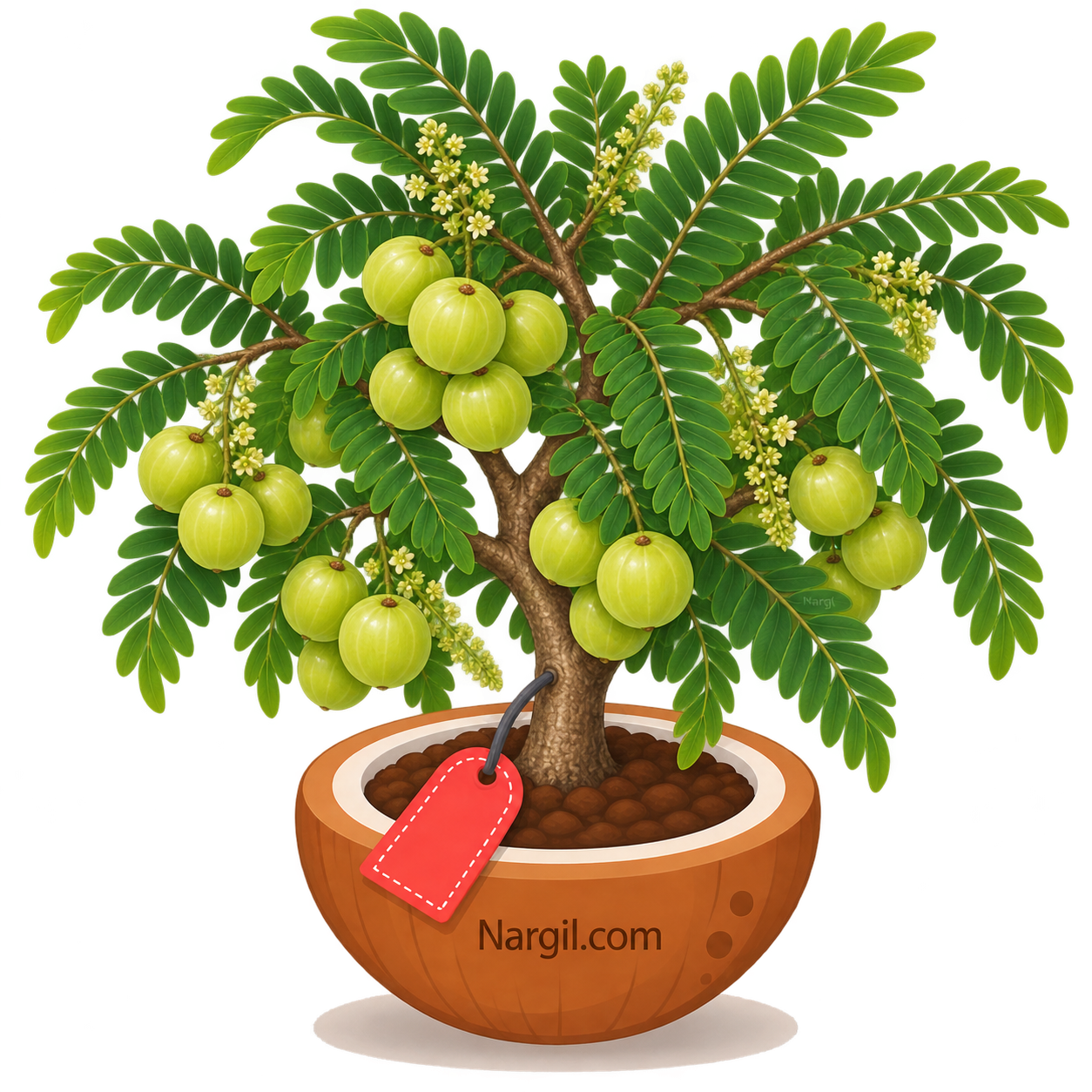 Nargil_Phyllanthus emblica
